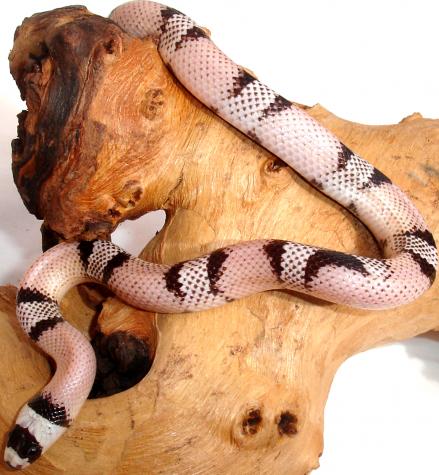 Baby Ghost Honduran Milksnakes