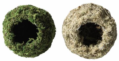 Galapagos Mossy Cave Green 4"