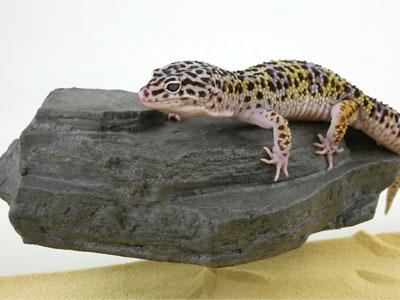 Pet Tekk Small Rock Ledge