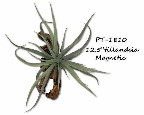 Pet Tekk 12 1/2" Tillandsia Magnatural