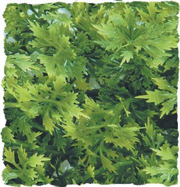 Zoo Med Australian Maple Bush Plant Large