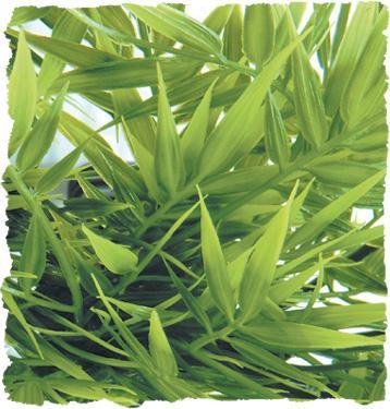 Zoo Med Madagascar Bamboo Bush Plant Large