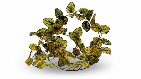 Pangea Japanese Laurel Leafy Vines