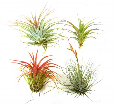 Small Assorted Tillandsias