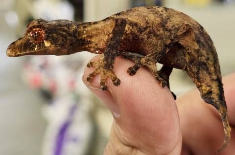 Spearpoint Leaf Tailed Geckos