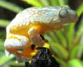 Peruvian Fringed Leaf Frogs