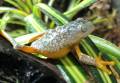 Peruvian Fringed Leaf Frogs