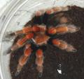Mexican Fire Leg Tarantulas Sub Adult Females