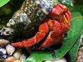 Strawberry Hermit Crabs