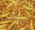Giant mealworms