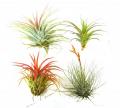 Small Assorted Tillandsias