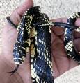 Tiger Ratsnakes