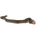 Baby Male Sable Western Hognose Snake 2