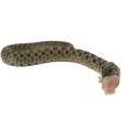 Baby Male Sable Western Hognose Snake 3