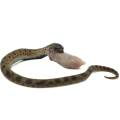 Baby Sable Anaconda Western Hognose Snake 4