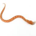 Baby Male Albino Sable Anaconda Western Hognose Snake 2