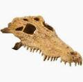 Exo Terra Crocodile Skull Terrarium Decor