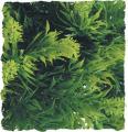 Zoo Med Malaysian Fern Bush Plant Small
