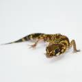 Adult Male Australian Barking Gecko