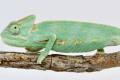 Baby Veiled Chameleons