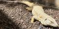 Adult Male Albino Tegu