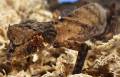 Spearpoint Leaf Tailed Geckos