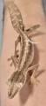 Lined Leaf Tailed Geckos