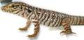 Small Argentine Red Tegus