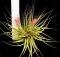 40 Assorted Tillandsias