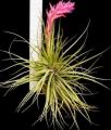 40 Assorted Tillandsias