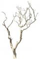 Large sandblasted manzanita