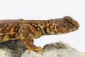 Red Nigerian Uromastyx
