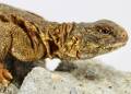 Yellow Nigerian Uromastyx