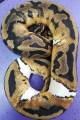 Medium Piebald Ball Pythons