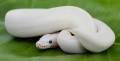 Baby Female White Diamond Super Russo Ball Pythons
