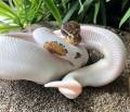 Baby Pinto Piebald Ball Pythons