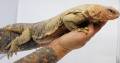 Baby Giant Saudi Arabian Uromastyx Microlepis