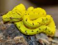 Baby Yellow Merauke Green Tree Pythons