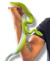 Sub Adult Aru Green Tree Pythons