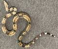 Sub Adult Brazilian Red Tailed Boas