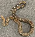 Sub Adult Brazilian Red Tailed Boas