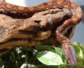 Adult Brazilian Rainbow Boas
