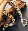 Medium Mandarin Ratsnakes