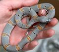 Baby Grey Banded Kingsnakes