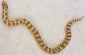 Sub Lemon Ghost Conda Western Hognose Snakes