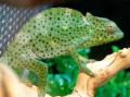 Deremensis Chameleons