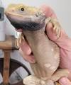 Adult Pied Genetic Stripe Bearded Dragons