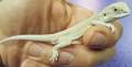 Small Witblits Bearded Dragons