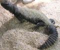 Adult Mali Uromastyx