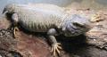 Adult Mali Uromastyx